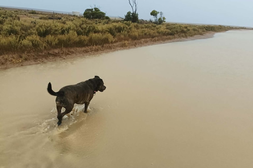 A dog walking through brownish water