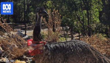 Emu raids on Nannup's rubbish tip spark growing concerns for mob's health