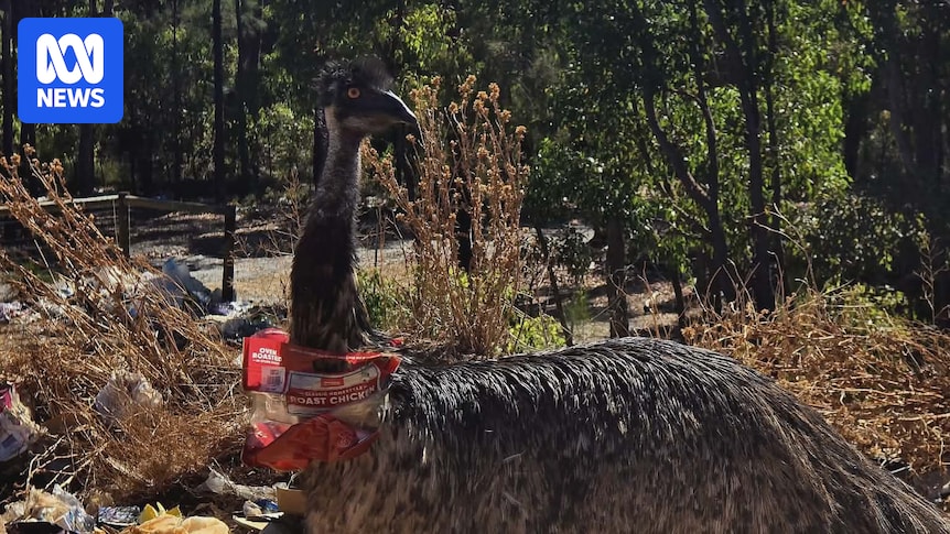 Emu raids on Nannup's rubbish tip spark growing concerns for mob's health