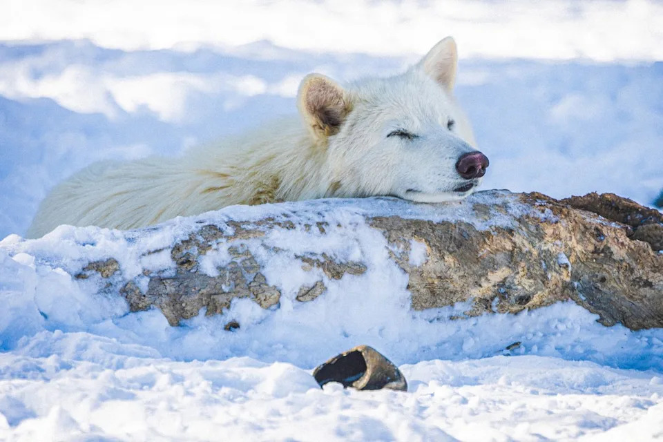 Dire wolf resting its head on a snowy log with its eyes closed. Courtesy Colossal Biosciences