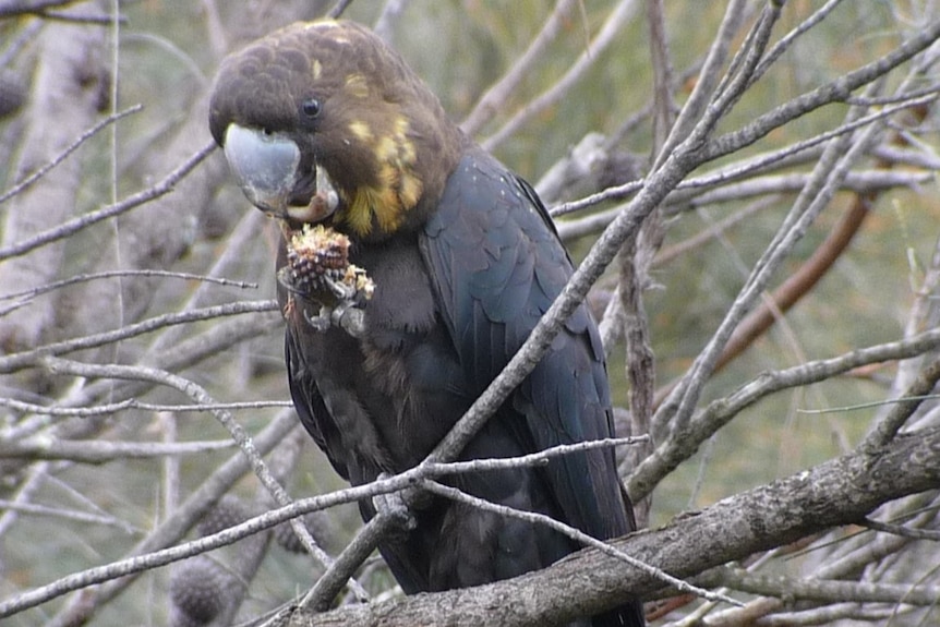 A Kangaroo Island glossy black-cockatoo feeding on a she-oak.