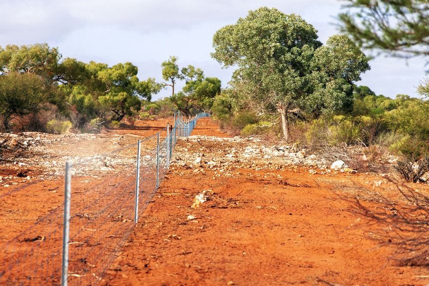 The trap fence stretching through bush on Murchison House Station.
