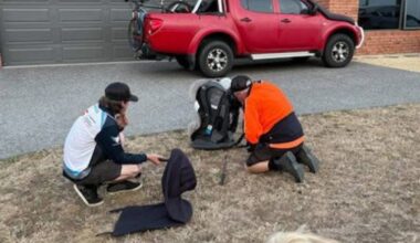 Tiger snake found hiding inside child’s car seat in Tranmere