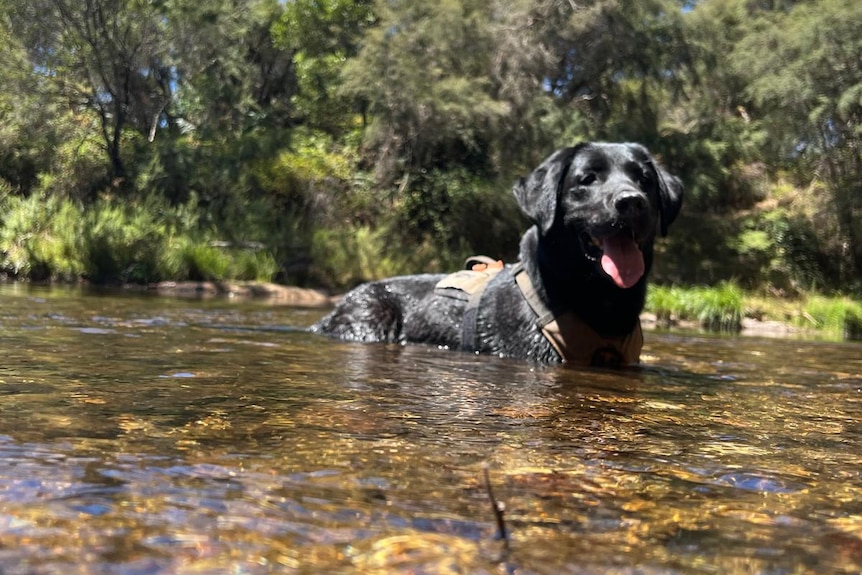 A dog stands in a river