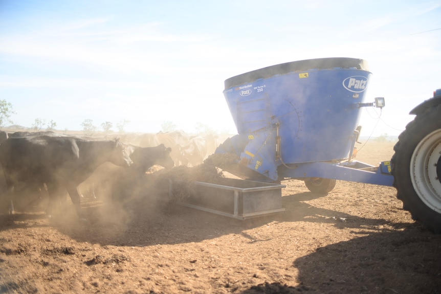 Cattle eat out of a trough. Farm machinary delivers food.