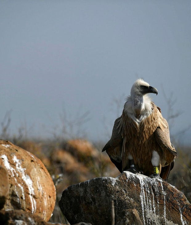 A griffon vulture at the Gamla Nature Reserve in the Golan Heights, 2023. Repeated poisonings destroyed what was once Israel's largest vulture breeding colony. Credit: Gil Eliyahu A griffon vulture at the Gamla Nature Reserve in the Golan Heights, 2023. Repeated poisonings destroyed what was once Israel's largest vulture breeding colony.