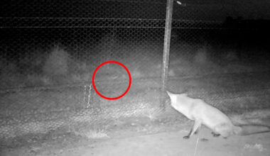 Extraordinary moment electric fence turns tables on invasive predator hunting rare Aussie animal