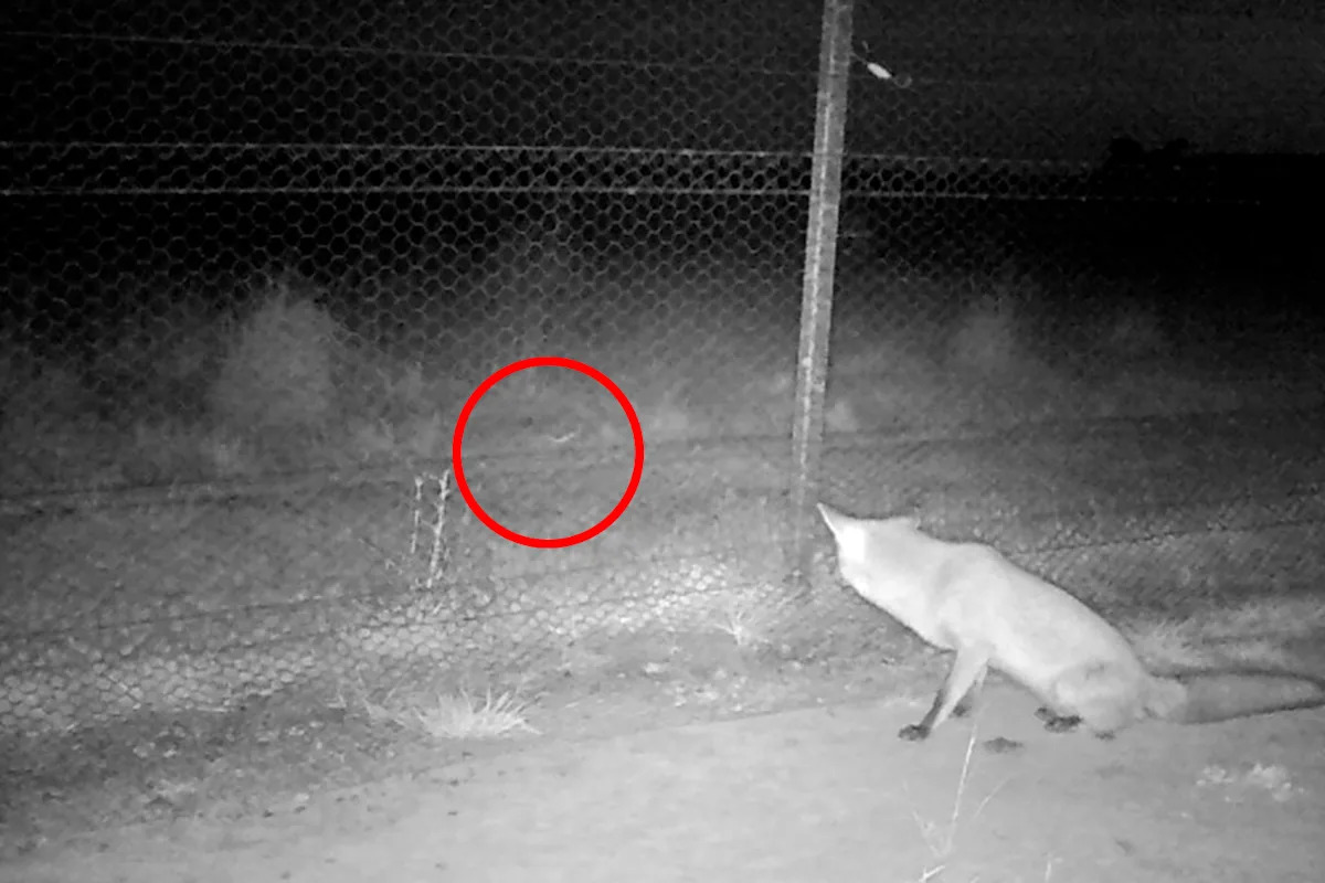 Extraordinary moment electric fence turns tables on invasive predator hunting rare Aussie animal
