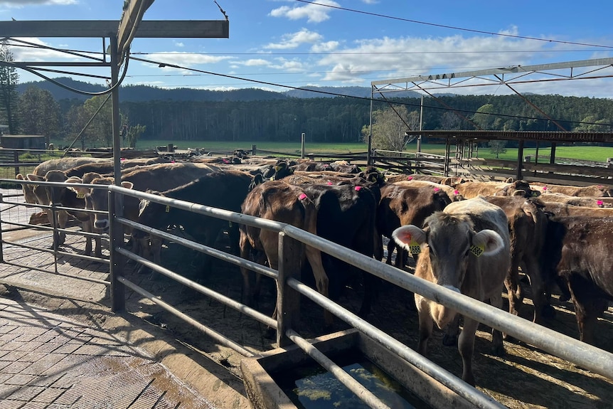 Cows in a dairy yard.