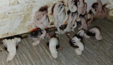 Aussie's 'horrifying' find in bathroom signals worrying issue: 'Stuff of nightmares'