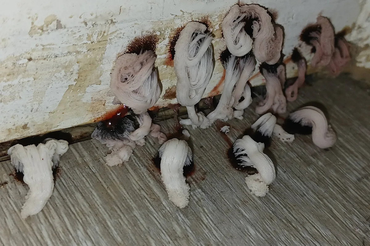Aussie's 'horrifying' find in bathroom signals worrying issue: 'Stuff of nightmares'