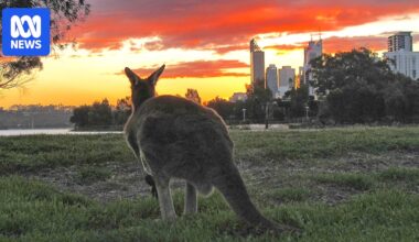 Australian government 'silent' on $26b hole in its biodiversity targets
