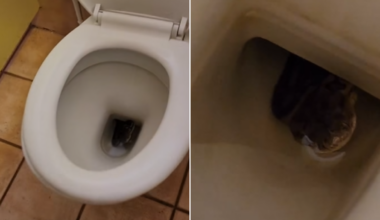 ‘Worst nightmare’: Carpet python found lurking inside public toilet at Ikara-Flinders Ranges National Park in SA