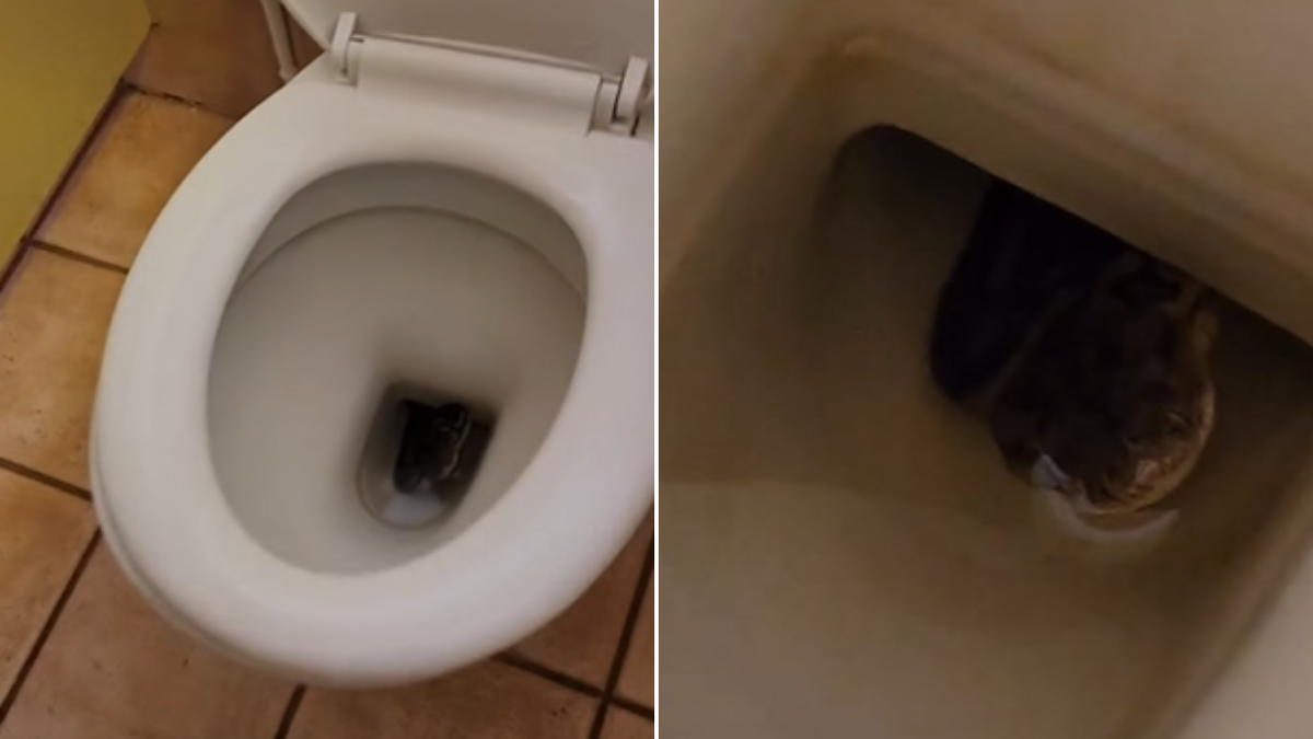 ‘Worst nightmare’: Carpet python found lurking inside public toilet at Ikara-Flinders Ranges National Park in SA
