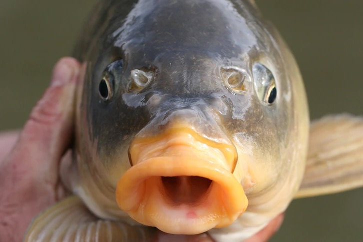Close up of a carp with big open mouth. 
