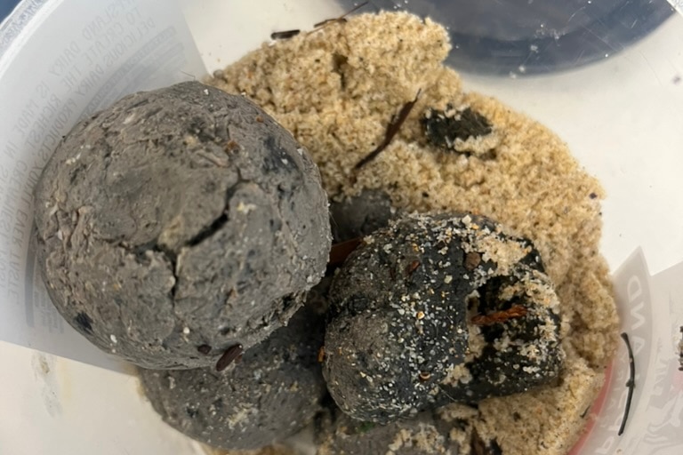 Debris balls sitting in a container, likely from a large fatberg.