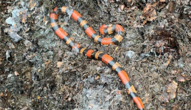 Snake found in compost heap a year after escaping