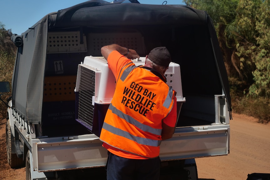 A man lifting an animal carrier out of the back of a car in an orange vest with 'Geo bay wildlife carer' on the back
