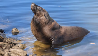 Seal spotted on banks of Maribyrnong River in Aberfeldie