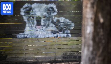Hope south-east Queensland koala population can recover but advocates remain wary