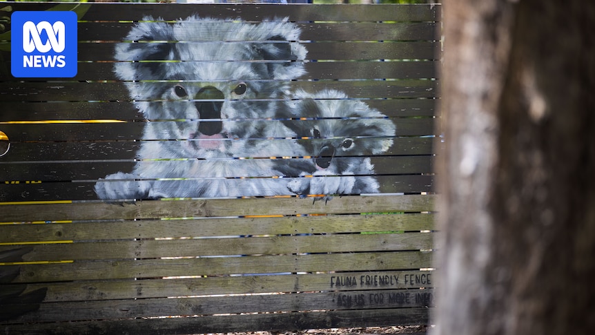 Hope south-east Queensland koala population can recover but advocates remain wary