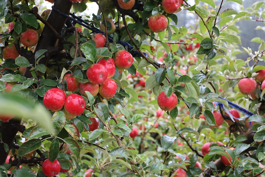 Red apples on the branch in an orchard.