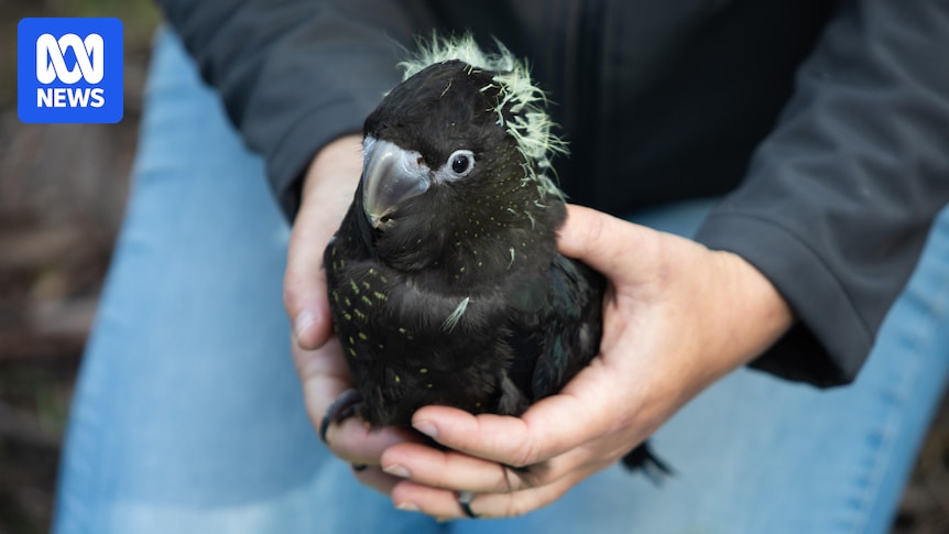 Fears SA's endangered glossy black-cockatoo eggs will 'cook' in nesting boxes during heatwave