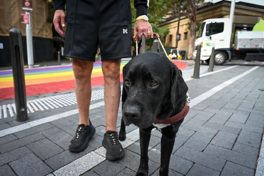 A man holds the harness of a dark-coloured dog on a city street.