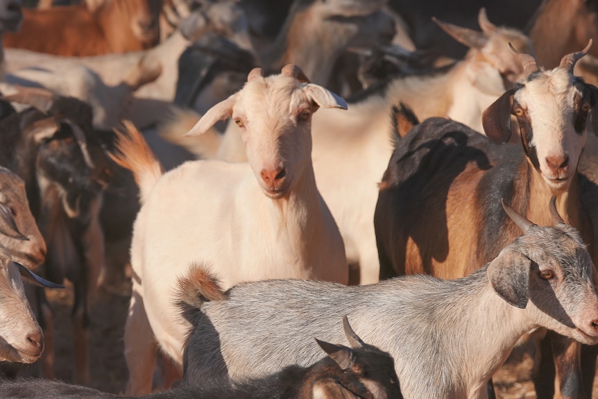 A mob of goats of various colours, brown white grey.