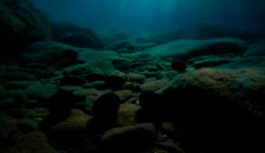Mysterious back eggs at the bottom of the ocean