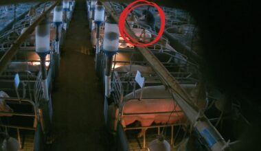 Bradley O’Reilly: Victorian bacon farmer cleared of accusations he raped a pig thanks to vigilante activists