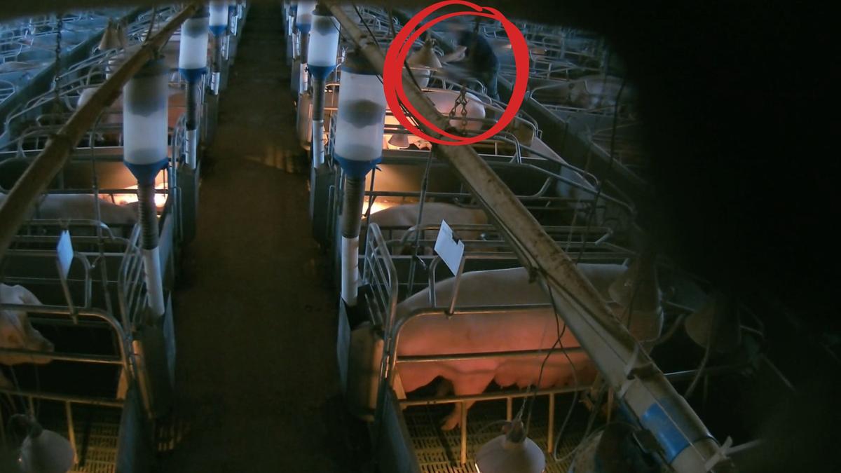 Bradley O’Reilly: Victorian bacon farmer cleared of accusations he raped a pig thanks to vigilante activists