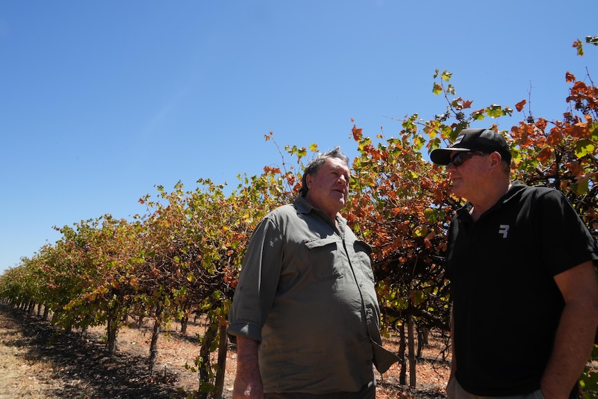 Two men talking to each other in front of rows of dying grape vines.
