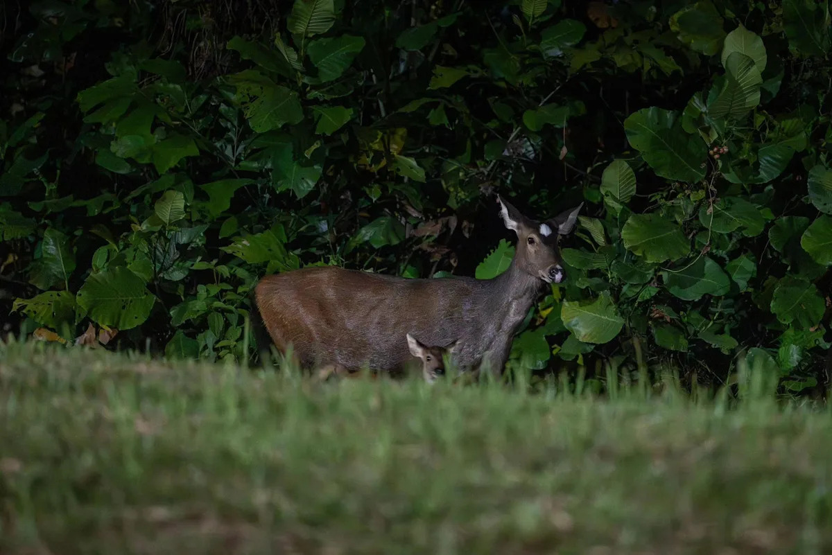 ‘Profoundly encouraging’ for conservation efforts: Rare sambar deer seen with fawn in Mandai