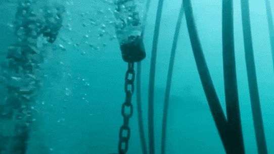 Shark gif for Caitlin Fitzsimmons story