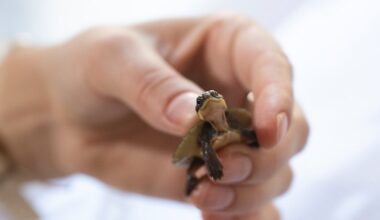 Endangered Manning River turtles bred in captivity at Aussie Ark released into wild Barrington River