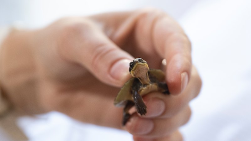 Endangered Manning River turtles bred in captivity at Aussie Ark released into wild Barrington River