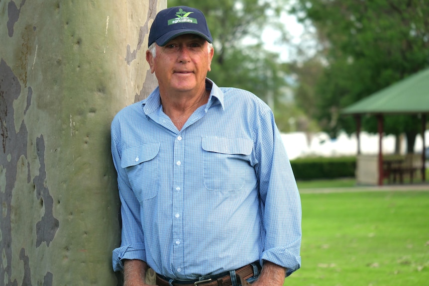 A man in a blue shirt and cap stands leaning on a gum tree