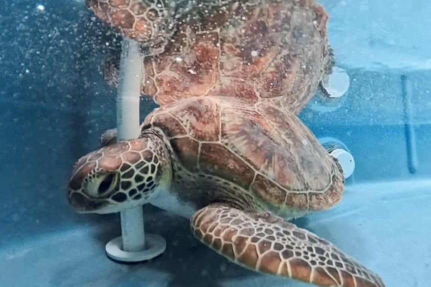 A turtle underwater in a tank.