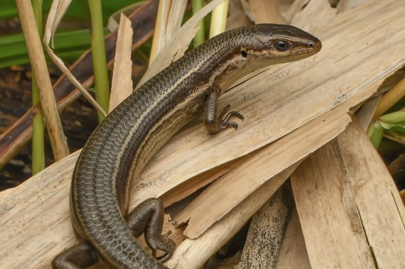The glossy grass skink has been added to Australia’s threatened species list.