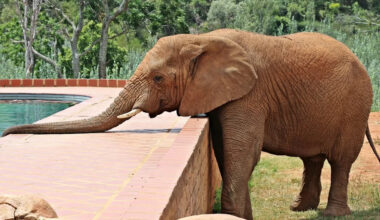 Woman’s Stunning Backyard Elephant Surprise Has To Be Seen To Be Believed