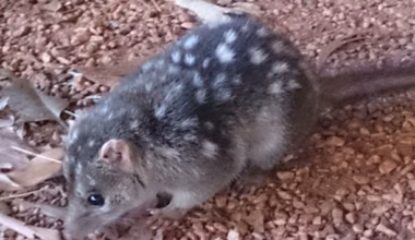 Subscribe to The Australian | Newspaper home delivery, website, iPad, iPhone & Android apps