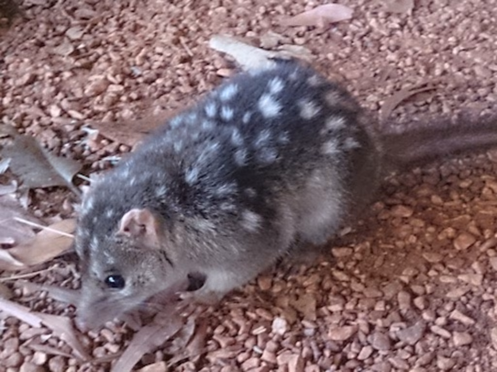 Subscribe to The Australian | Newspaper home delivery, website, iPad, iPhone & Android apps