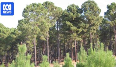 WA treasury takes rates from forestry plantations, leaving regional WA shires with funding shortfall