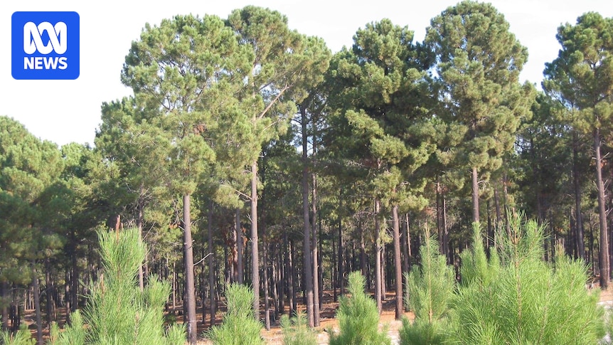 WA treasury takes rates from forestry plantations, leaving regional WA shires with funding shortfall