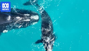Declining birth rates in southern right whales alarm researchers in new study