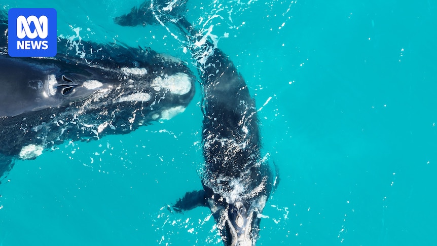 Declining birth rates in southern right whales alarm researchers in new study