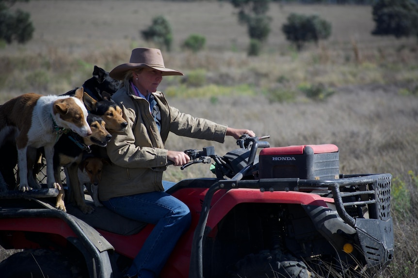 a woman and dogs sit on a all terrain vehicle