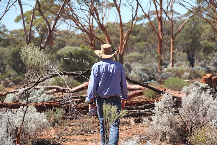 A man dressed in jeans and denim takes a walk among dry gum forest.