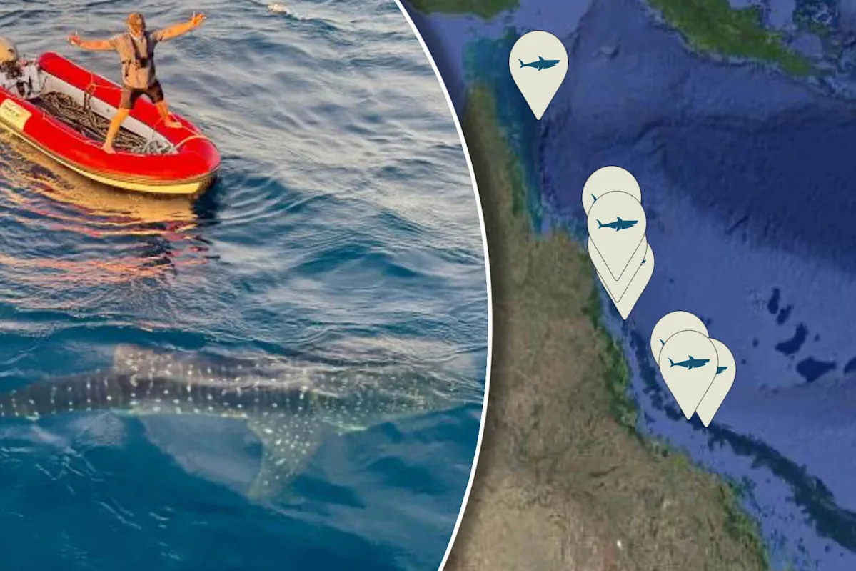Plea to Aussies after 'highly-unusual' phenomenon sparks excitement off coast